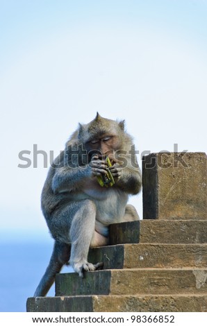 Monkey biting hair claw