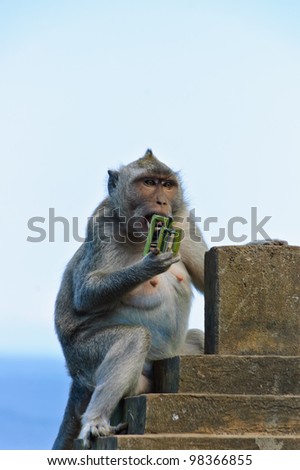 Monkey biting hair claw