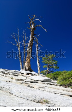 single old dead tree on rocky ground and blue sky