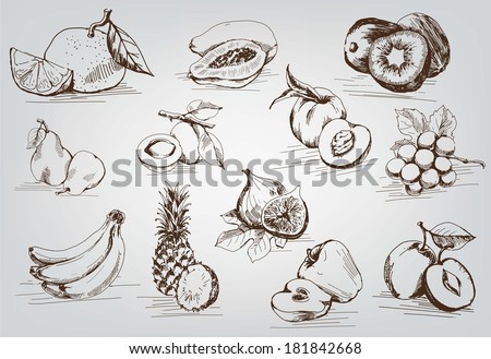 compilation of vector sketches of fruit compilation of vector sketches of fruit
