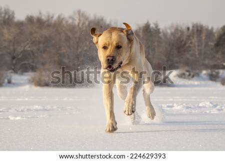 golden labrador running on the frozen river