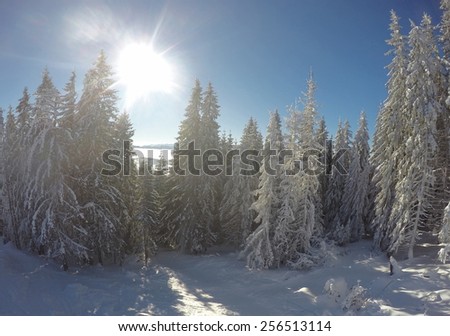 many fir-trees under snow in sunny day