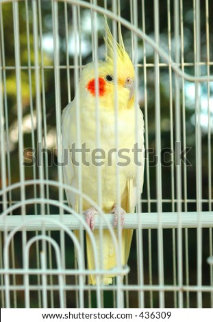 bird in a cage hanging in a tree