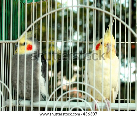Two birds in a cage hanging in a tree