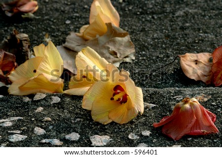 colorful sea hibiscus flowers that have fallen off the tree onto the pavement at the end of summer - shallow dof
