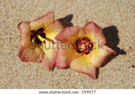 Pair of Sea Hibiscus flowers laying on the sand