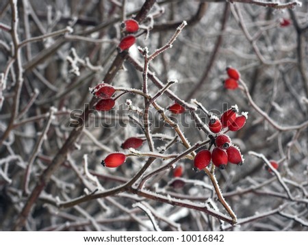 Snow covered Rose hips in winter