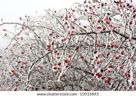 Snow covered Rose hips in winter