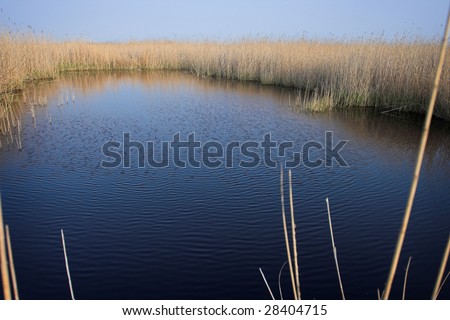 landscape picture of lake overgrown with bulrush