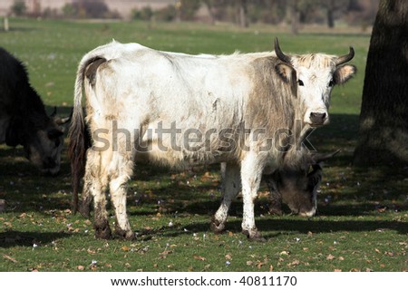 Bulgarian gray cattle out at feed