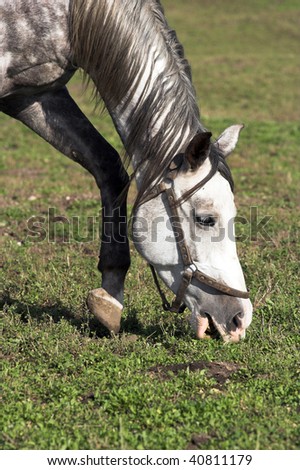 grazing horse on the farm yard