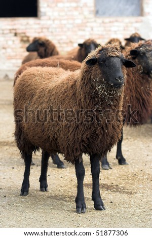 cooper-red sheep- animal indigenous to Bulgaria