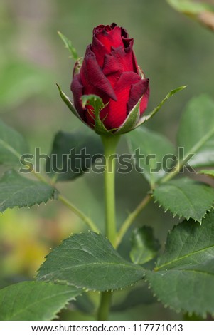 Rose bud on a stem with leaves