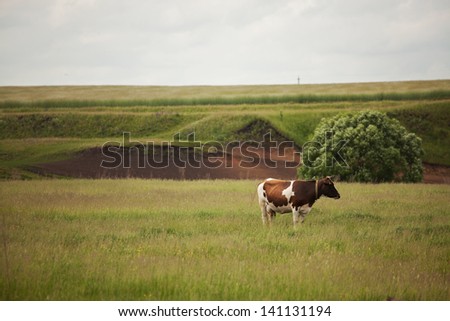 Speckled cow stands on a meadow and looking somewhere