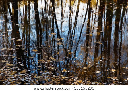 Trunks of the trees reflected in the water autumn day