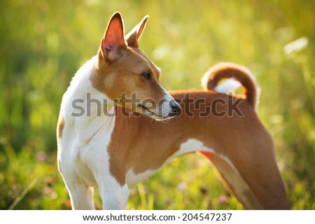 Little red-haired hunting dog field of green grass