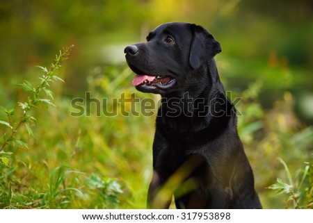 Black labrador retriever sitting in the grass