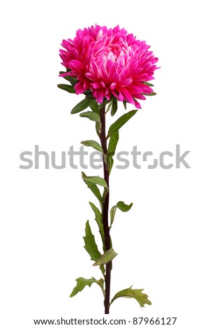 Beautiful purple chrysanthemum on white background