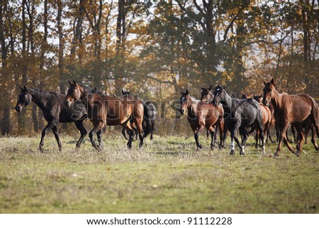 Herd of horses running across the field fall day