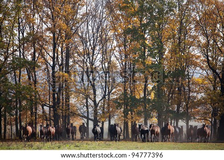 Horse herd runs out of the autumn forest