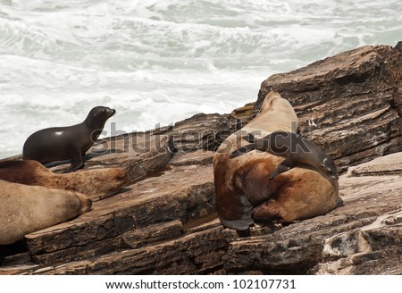 Steller Sea Lions with California Sea Lions