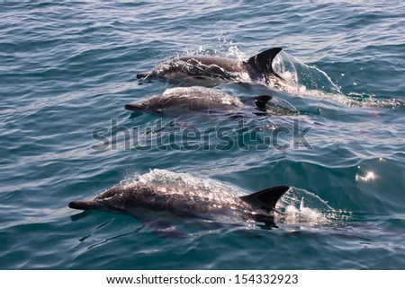 Common Dolphins in the Santa Barbara Channel