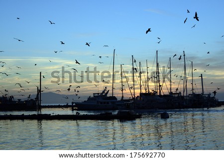 Early Birds at Sunrise at the Harbor