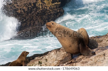 Bull Steller Sea Lion with California Sea Lion Yearling