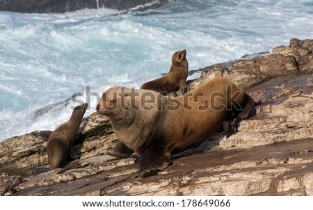 Steller Sea Lion and California Sea Lion Yearlings