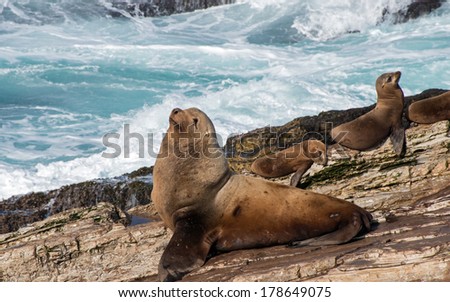 Steller Sea Lion with California Sea Lion Yearling