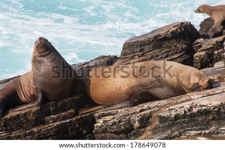 Bull Steller Sea Lions at Rest