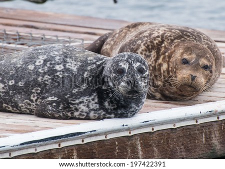 Harbor Seals at the Bait Dock in Santa Barbara Harbor