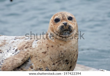 Harbor Seal at the Bait Dock in Santa Barbara Harbor