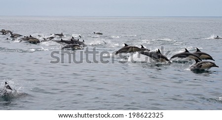 Common Dolphins on the Run