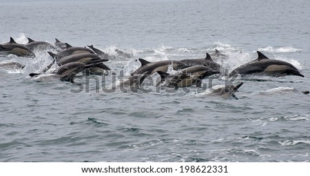 Common Dolphins on the Run II
