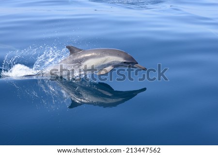Common Dolphin in the Santa Barbara Channel