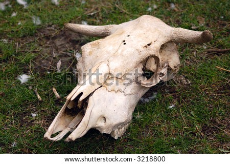 Cattle skull