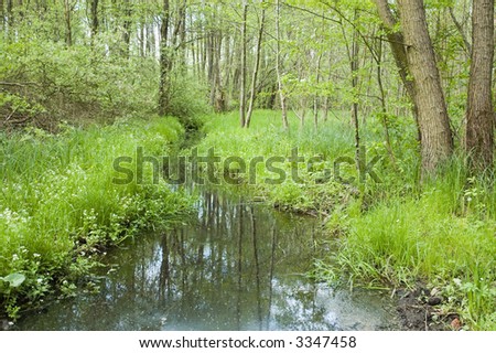 Nature landscape, quiet brook inside forest
