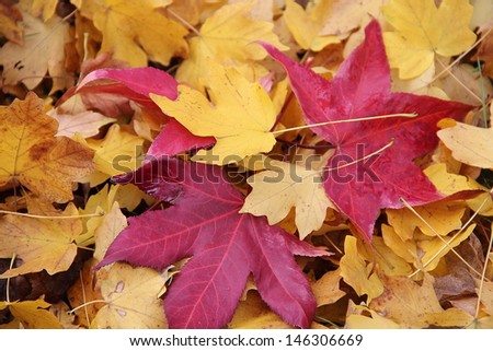 Beautiful bright yellow and red autumn leaves of the maple, lying a carpet on the earth