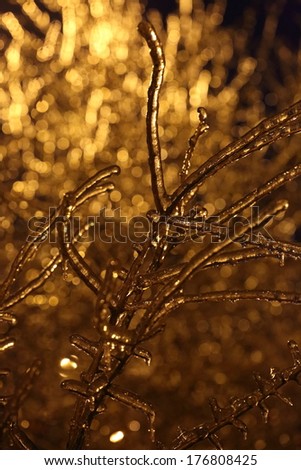 Tree branches covered with ice during a sleet in beams of the coming sun
