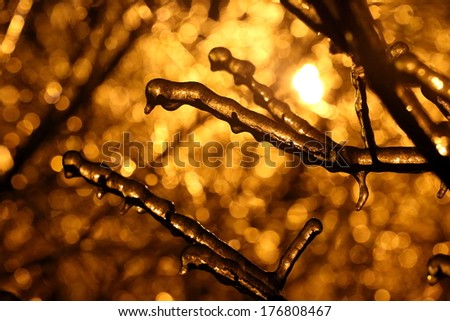 Tree branches covered with ice during a sleet in beams of the coming sun