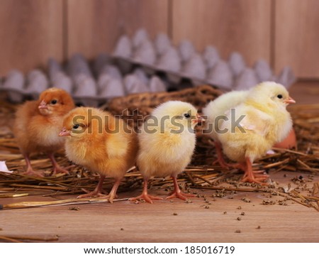 Live beautiful fluffy yellow and white small chickens