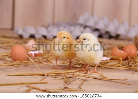 Live beautiful fluffy yellow and white small chickens