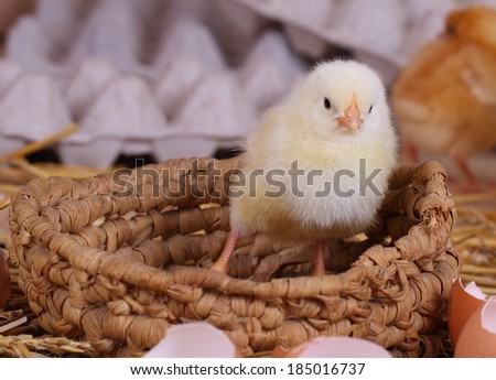 Live beautiful fluffy yellow small chicken in the wattled basket