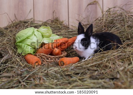 Live beautiful fluffy black with white the rabbit sits near to a wattled basket the filled carrots and cabbage
