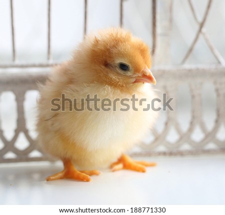 Small fluffy beautiful yellow live chicken