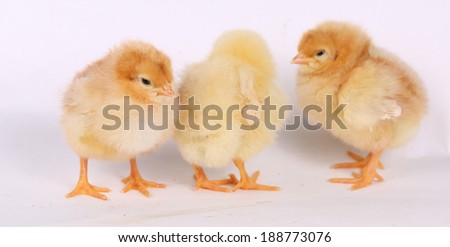 Small fluffy beautiful yellow live chickens