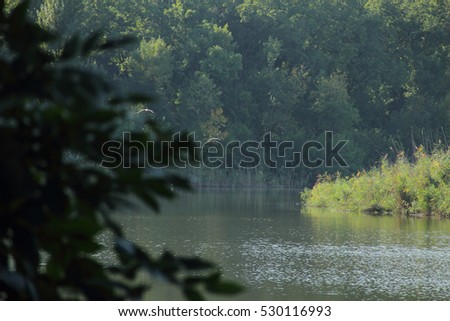 Trees grow on the banks of the river