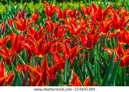 Red tulip,s with yellow edging, growing in a flower bed
