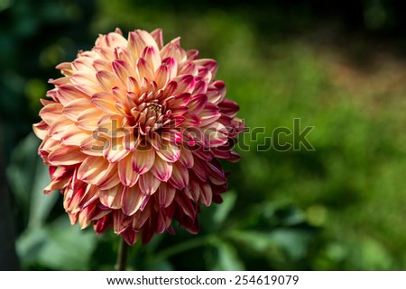 Red and yellow Dahlia on a green background, with copy space
